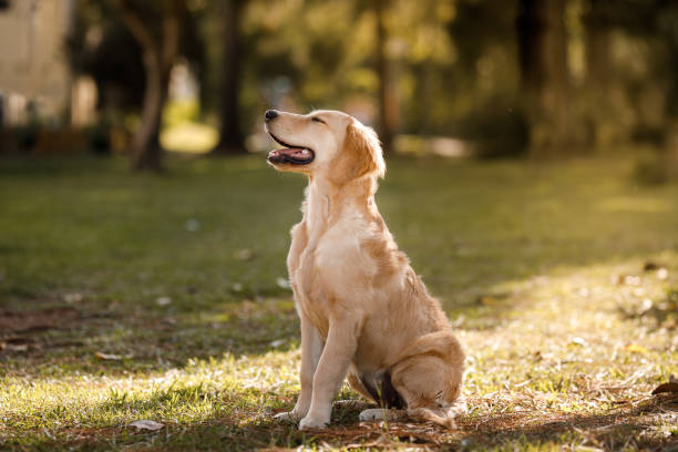 stop breeding dogs quotes